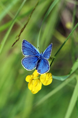 Fototapeta premium Plebicula amanda (butterfly)