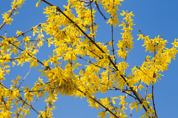 golden shower tree