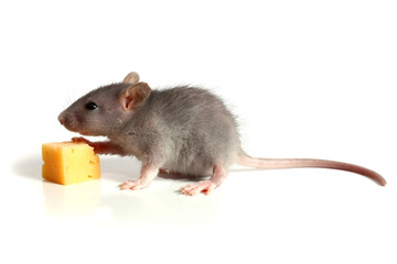 small mouse and cheese
