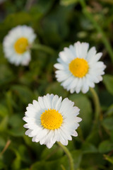 Obraz na płótnie Canvas Field flowers