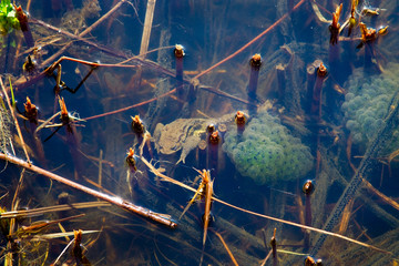 swampland