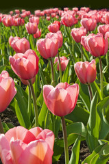 Fototapeta premium tulip