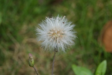 Dandelion