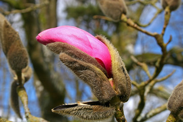 magnolia bud