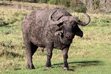 Obraz premium Muddy African Buffalo