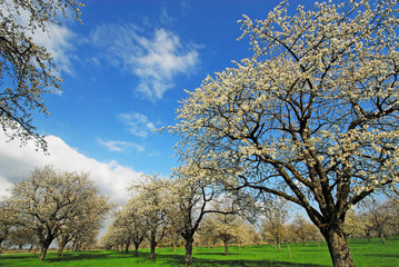 Fototapeta premium Kirschblüte