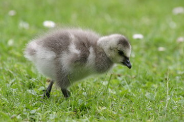 Weißwangengansküken