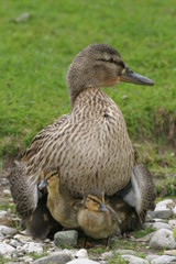 Entenmutter mit Küken