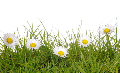 Gänseblümchen auf einer Wiese