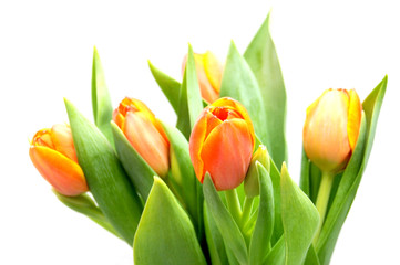 5 orange tulips