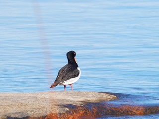 Oystercatcher