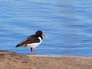 Oystercatcher