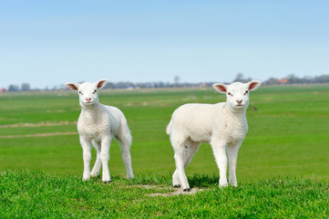 Fototapeta premium Cute lambs in spring