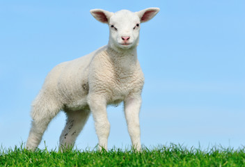 Naklejka na ściany i meble Cute lamb in spring