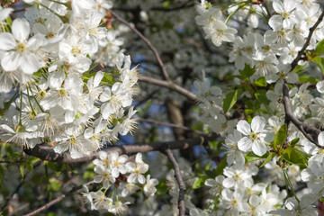cherry tree white blossoming flowers with selective focus