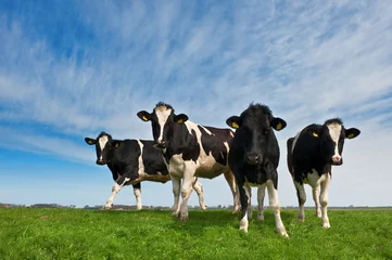 Photo sur Plexiglas Vache Vaches sur les terres agricoles aux Pays-Bas