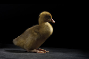 goose