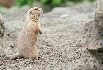close-up of a cute prairie dog (Cynomys)