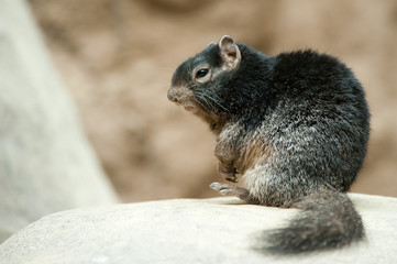 Naklejka na ściany i meble cute Rock squirrel (Spermophilus variegatus)
