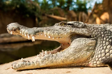 Photo sur Plexiglas Crocodile gros plan d& 39 un crocodile