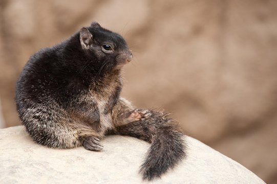 Cute Rock Squirrel (Spermophilus Variegatus)