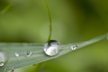 Tautropfen