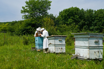 Beekeepers on apiary 2