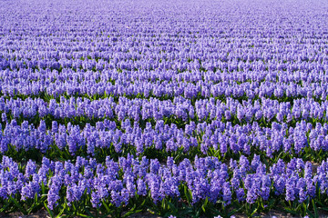 Obraz premium Field of violet flowers - Hyacint