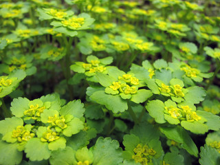 Milzkraut - golden saxifrage - Chrysosplenium