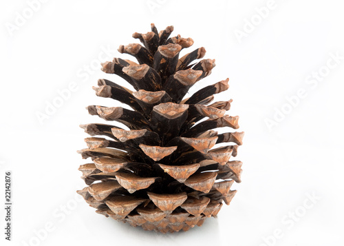 "Pigne de pin" photo libre de droits sur la banque d'images Fotolia.com