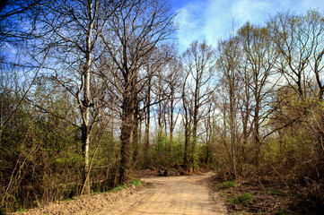 Park in springl time