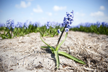 Hyacinth