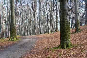 Path trough the beautiful spring forest