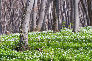 Beautiful spring forest with anemone flowers