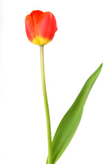 Tulpe