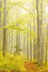 Panele Szklane Podświetlane  Leśna ścieżka z bukami