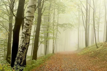 Raamstickers Path in misty autumn woods © Aniszewski