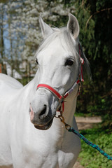 Pferd - Schimmel