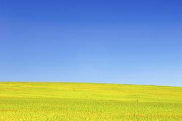 green meadow