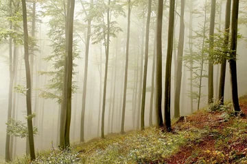 Plexiglas foto achterwand Misty beech forest in early autumn © Aniszewski