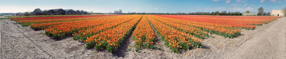 Endless fields of tulips