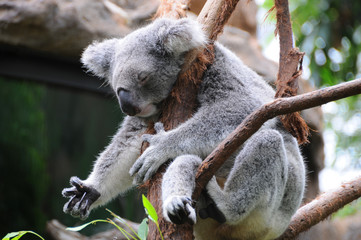 A koala sleeps in a eucalyptus tree