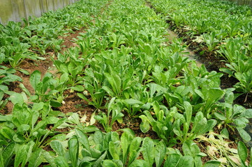 Vegetables Growing In A Farm