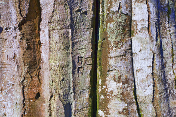 Obraz premium france,île de france,78 : hêtre en forêt, écorce