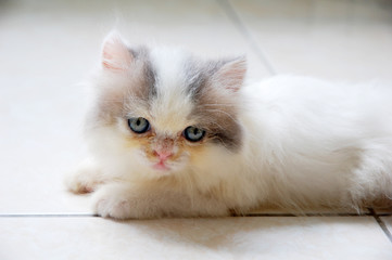 close up of persian baby cat