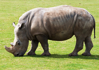 Fototapeta premium White rhinoceros grazing in a grass field
