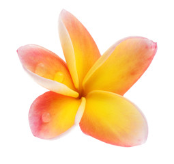 fleur de frangipanier, fond blanc
