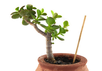 Plante grasse