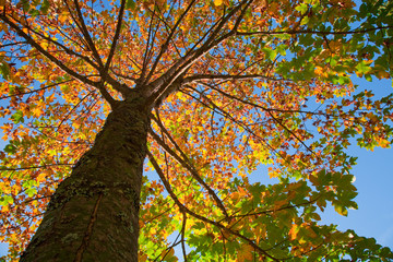 Herbstbaum