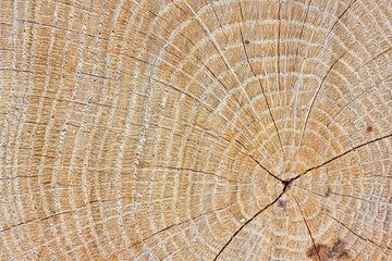 Tree rings in an oak